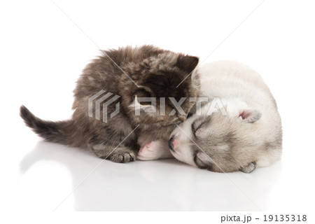 Cute tabby kitten kissing cute puppy background Cute tabby kitten kissing cute puppy background 19135318
