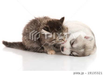 Cute tabby kitten kissing cute puppy  background Cute tabby kitten kissing cute puppy  background 19135321