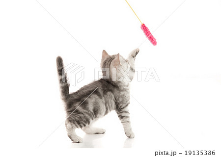 A gray  tabby kitten playing with a toy 19135386