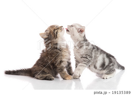 Two cute kitten kissing on white background Two cute kitten kissing on white background 19135389