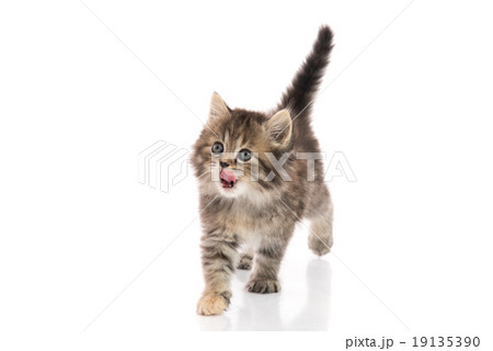 Cute kitten licking lips up on white background Cute kitten licking lips up on white background 19135390