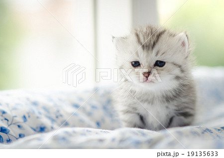 Cute tabby kitten playing Cute tabby kitten playing 19135633