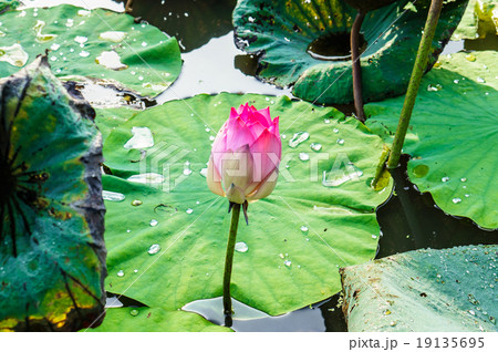 close up pink color fresh lotus blossom close up pink color fresh lotus blossom 19135695