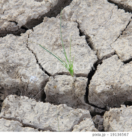 Small tree in crack soil, natural disaster Small tree in crack soil, natural disaster 19136567