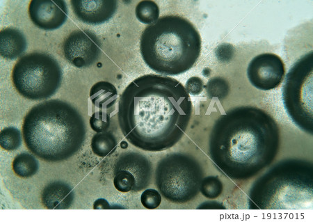 View through microscope slide on water bubbles View through microscope slide on water bubbles 19137015