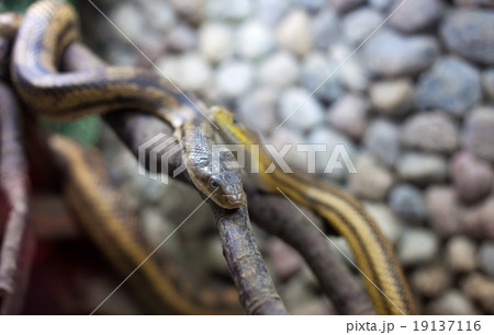 two snakes on the branch 19137116