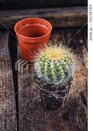 Beautiful little cactus 19138764