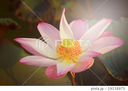Lotus are blooming. 19138973