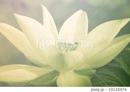 Lotus are blooming. 19138974