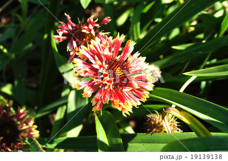 ガイラルディア 19139138