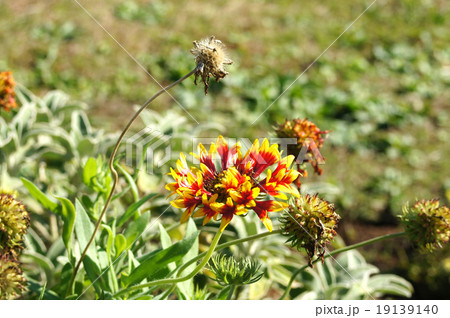 ガイラルディア 19139140