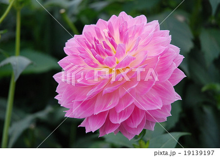 ボタンの花 19139197
