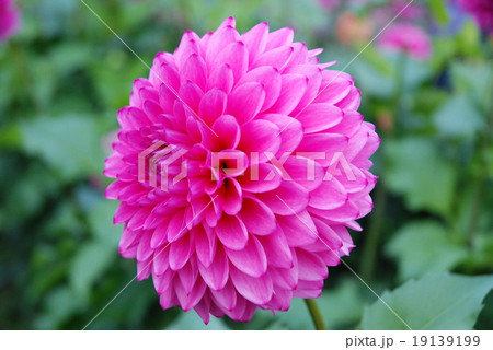 ボタンの花 ボタンの花 19139199