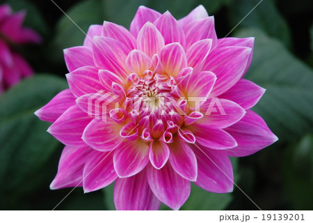 ボタンの花 ボタンの花 19139201