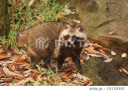 ホンドタヌキ34 ホンドタヌキ34 19139392