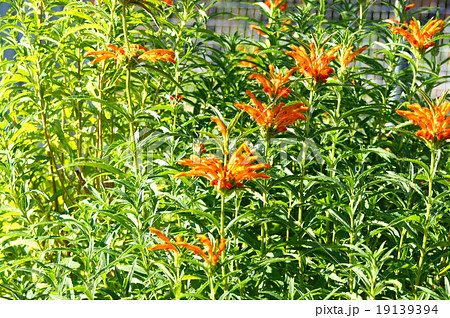 カエンキセワタ 19139394