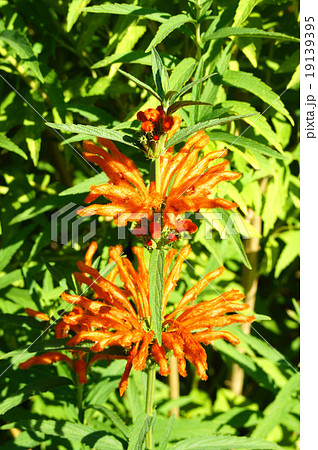 カエンキセワタ 19139395