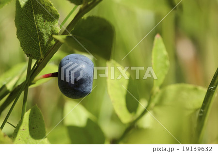 Ripe blueberries in nature 19139632