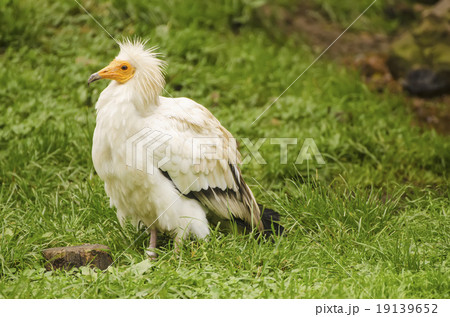 Common vulture, neophron percnopterus Common vulture, neophron percnopterus 19139652