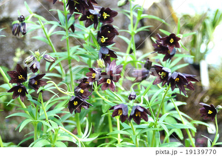 クロユリ クロユリ 19139770