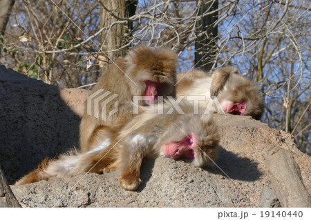 毛づくろいするニホンザル 19140440