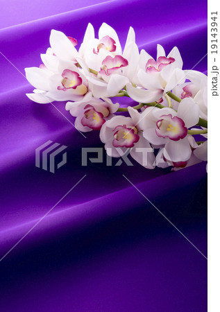 シンビジューム 19143941