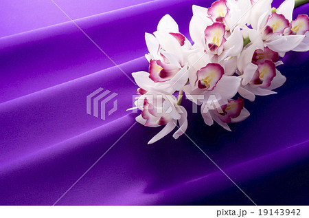 シンビジューム 19143942