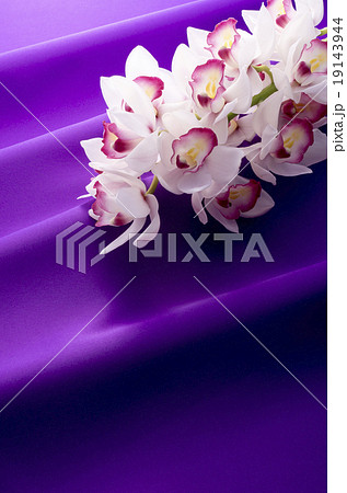 シンビジューム 19143944