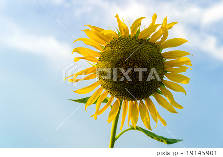 sunflower sunflower 19145901
