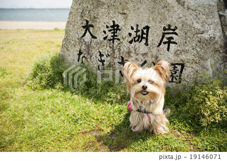 芝生に座るヨークシャーテリア犬 芝生に座るヨークシャーテリア犬 19146071