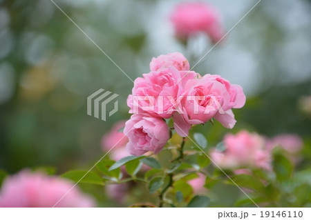 薔薇の花-ザ・フェアリー 薔薇の花-ザ・フェアリー 19146110
