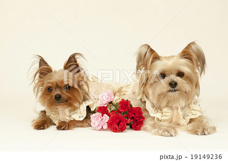 母の日　ヨークシャーテリア 19149236