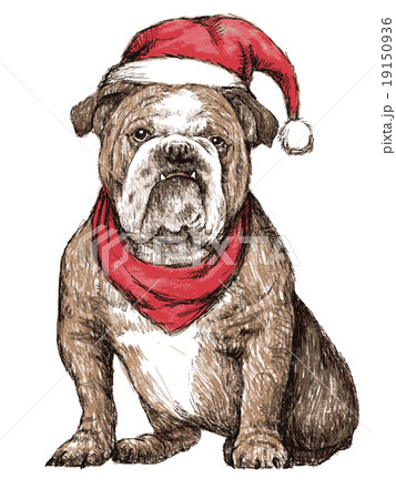 bulldog with christmas hat bulldog with christmas hat 19150936