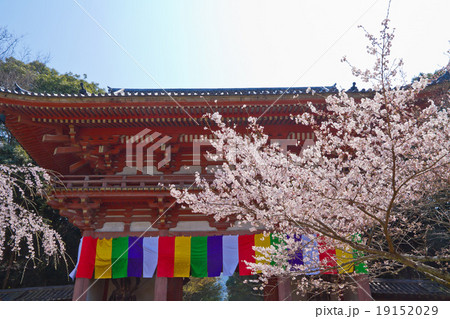 醍醐寺のソメイヨシノと仁王門 醍醐寺のソメイヨシノと仁王門 19152029
