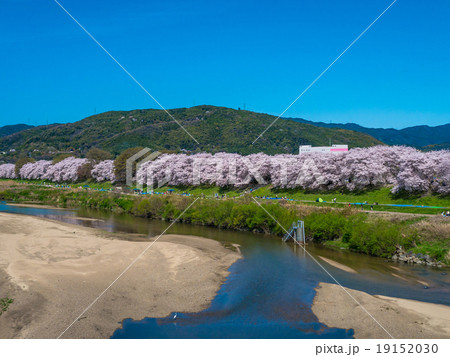 背割堤の桜 背割堤の桜 19152030
