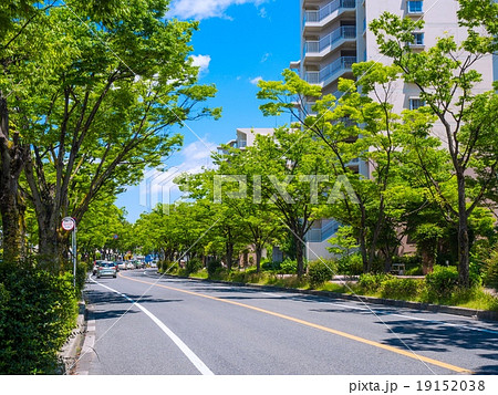 ケヤキの街路樹 ケヤキの街路樹 19152038