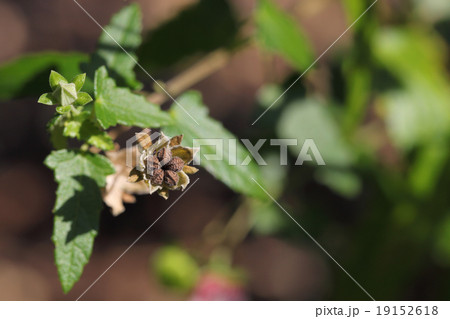 タカサゴフヨウの種 19152618