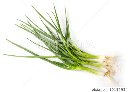 Spring Onion Spring Onion 19152954