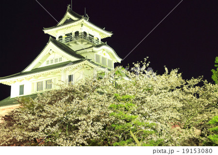 4月滋賀 長浜城 天守閣ライトアップと桜の写真素材
