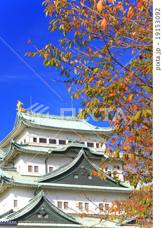 11月愛知 名古屋城・大天守閣と紅葉 19153092