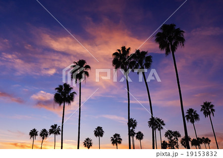 Palm Trees in Sunset 19153832