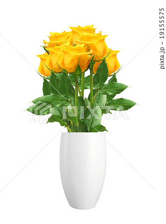 beautiful yellow roses isolated on white beautiful yellow roses isolated on white 19155575