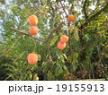 柿 19155913