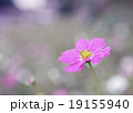 一輪のコスモス 19155940