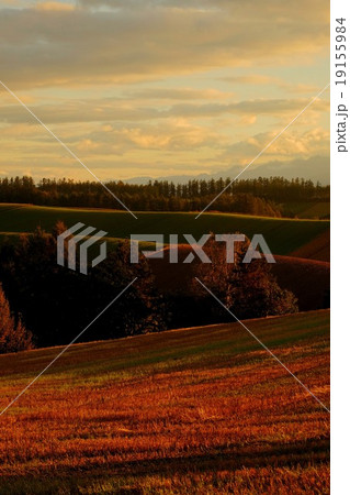 美瑛周遊 (147) 19155984