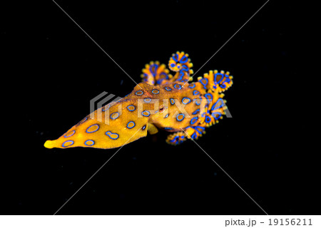 blue ring octopus 19156211