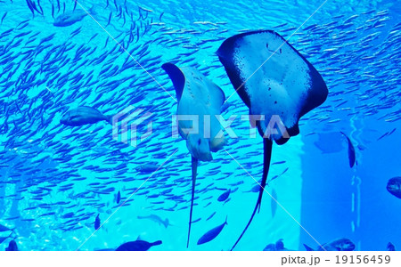 鰯の群れとエイ 鰯の群れとエイ 19156459