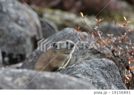 然別湖のナキウサギ 19156891