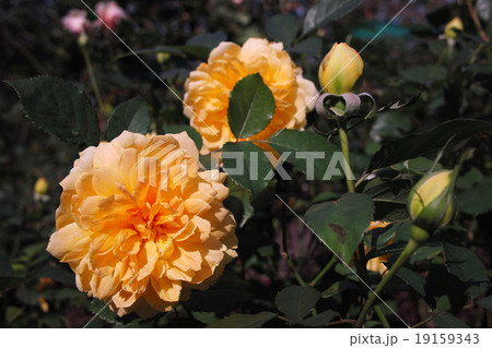 グラハムトーマス 19159343