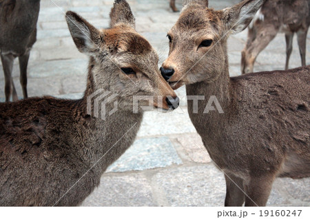 ほっぺたにキスする鹿の写真素材